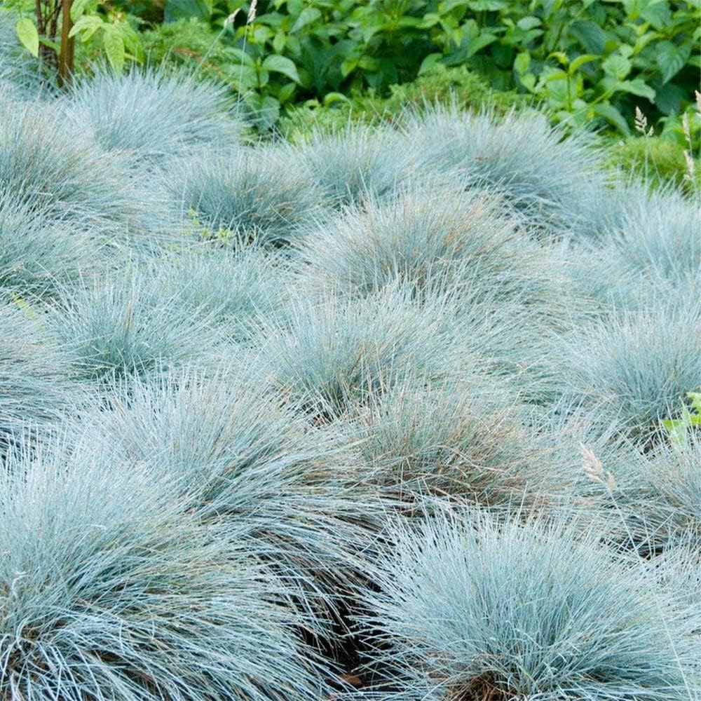 Blue Fescue Ornamental Grass Seeds, Perennial Ground Cover G56149
