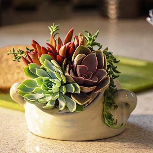 Live Succulent Plants (20 Pack) Assorted Potted Houseplants N1825