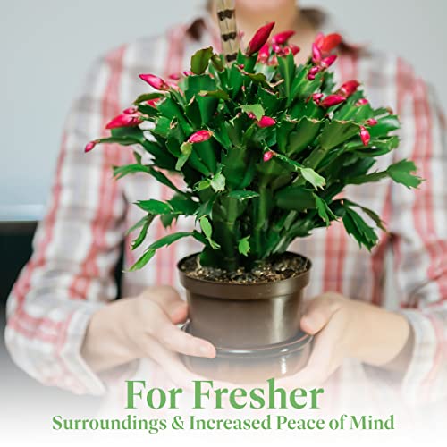 Christmas Cactus Live Indoor Houseplant 6-Inch Pot Y4688