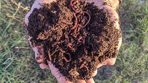 Red Wiggler Compost Worms - 1/2 lb Live Worms for Composting and Gardens T485