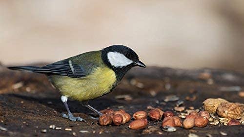 Extra Large Virginia Peanuts for Animals, 25 LBS E776730