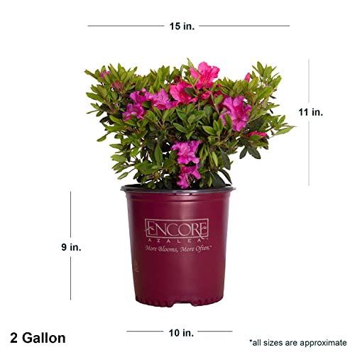 Autumn Sangria Azalea Pink Flowering Shrub Outdoor Plant O409
