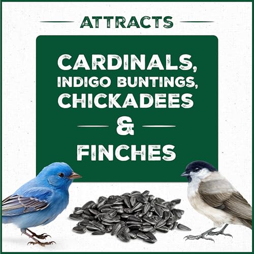 Wild Bird Seed for Outside Feeders, High-Protein, No-Hull, No-Waste, 15-lb Bag Q46704
