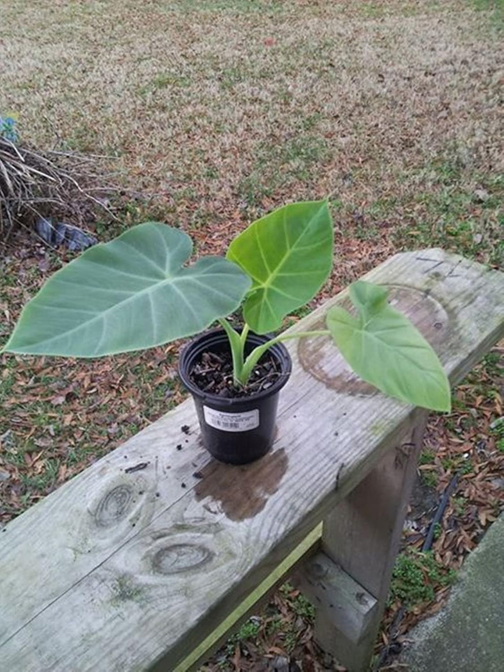 5 Elephant Ear Colocasia Tropical Plant Bulbs P79264