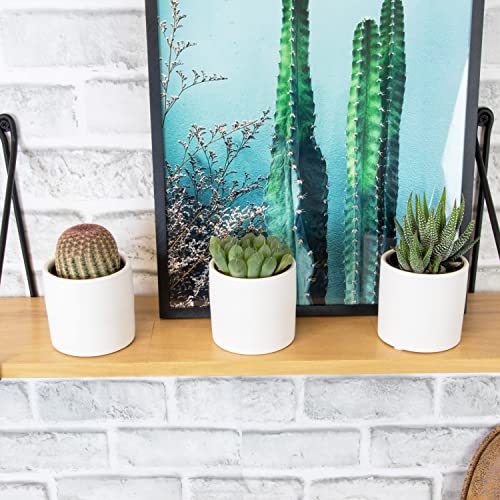 Succulent Plants in Pot Set (3 Pack), Indoor Live Houseplants I7526