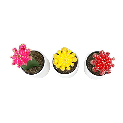 Grafted Cactus Plants in White Pots, 3 Pack M834