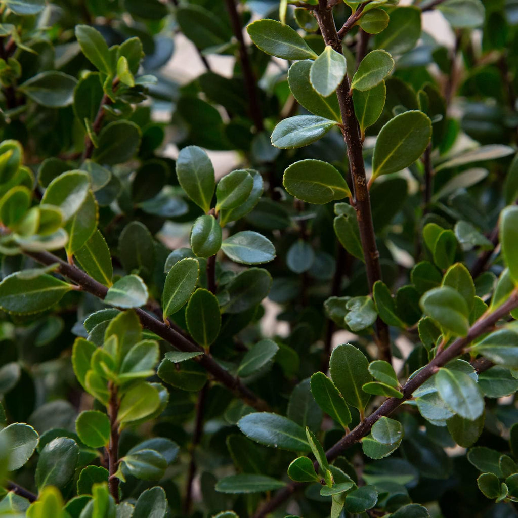 Japanese Holly Ilex Evergreen Shrub (2.5 Quart) M699