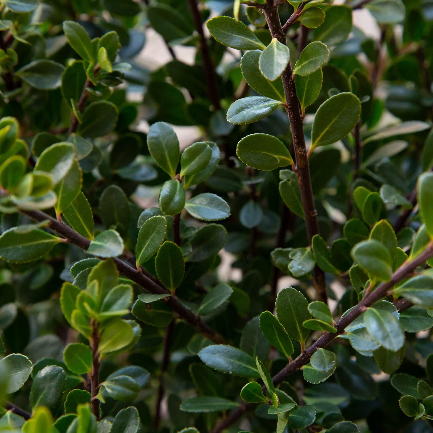 Japanese Holly Ilex Evergreen Shrub (2.5 Quart) M699