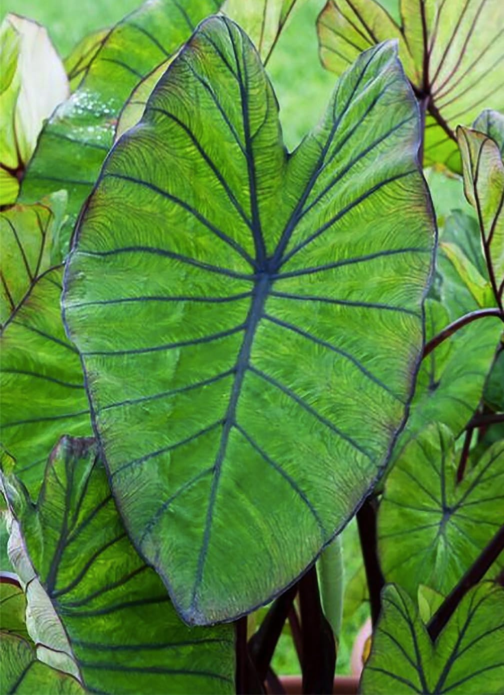 Alocasia Upright Form Elephant Ear Bulb N7450