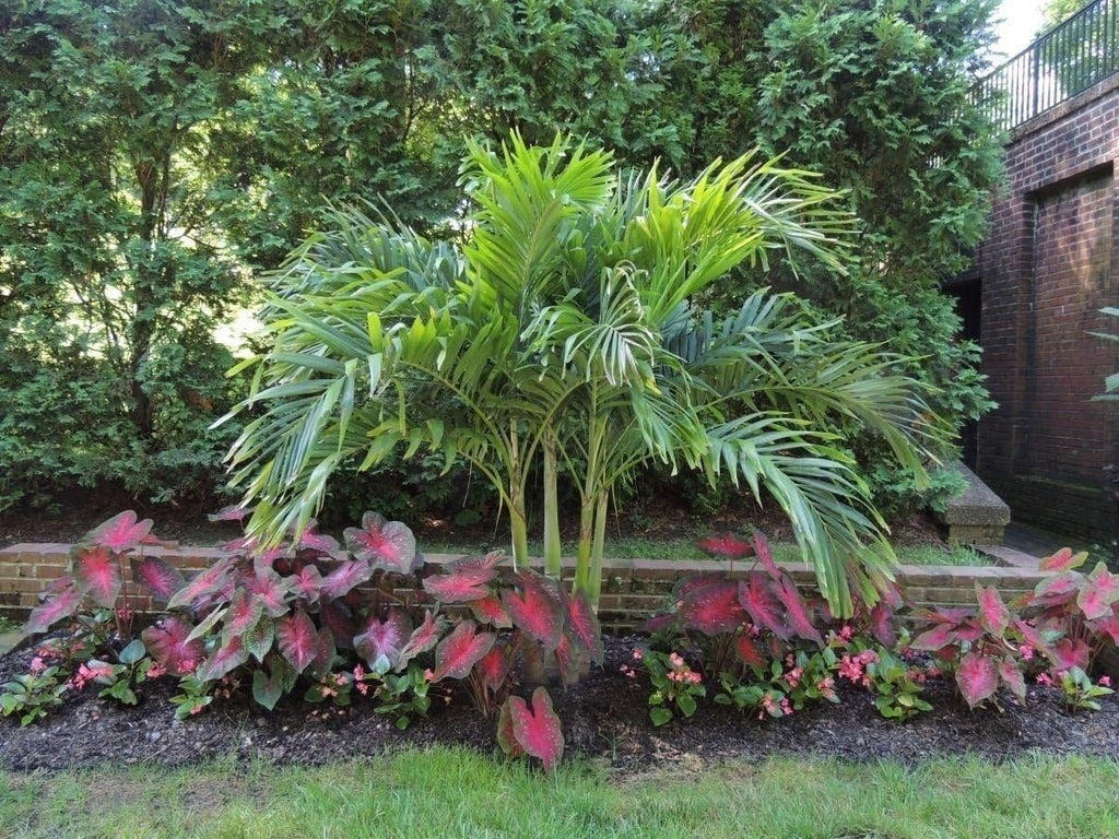Caladium Red Flash Bulbs, Elephant Ears, Heat and Humidity Tolerant G495467