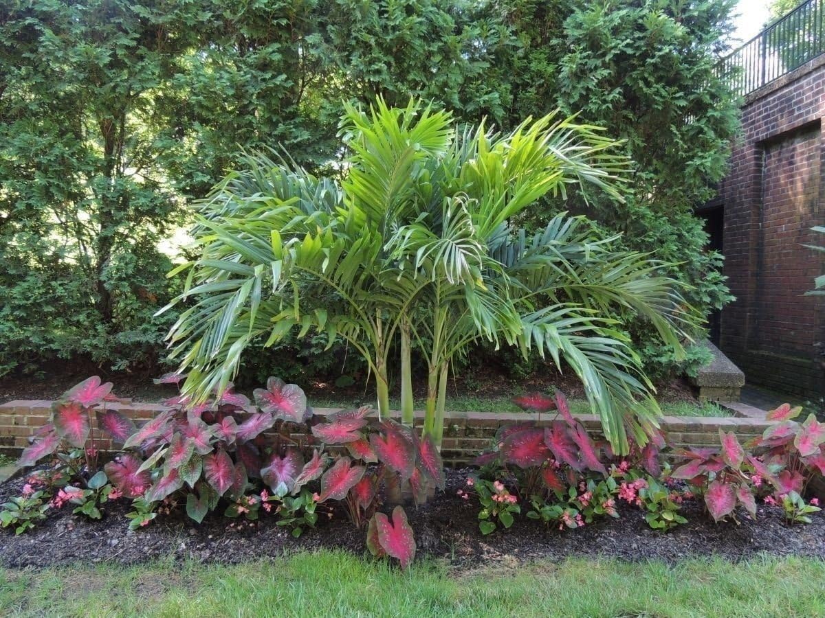 Caladium Red Flash Bulbs, Elephant Ears, Heat and Humidity Tolerant G495467
