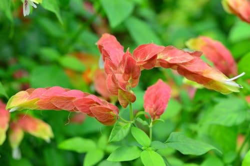 2 Live Shrimp Plants, Yellow Shrimp Plant, 5 Inches Tall Seedling O21559