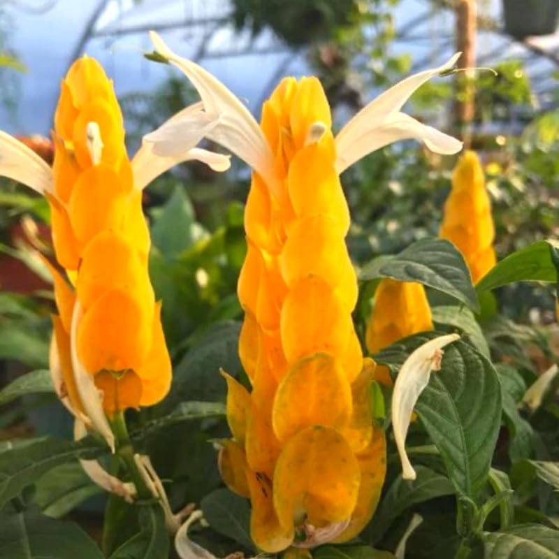 Yellow Shrimp Plants for Garden, 3 to 5 Inch Tall, Fragrant Flower Z2019