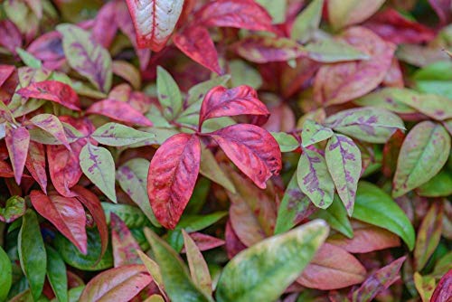 Dwarf Firepower Starter Plant, Lot of 2 I7022