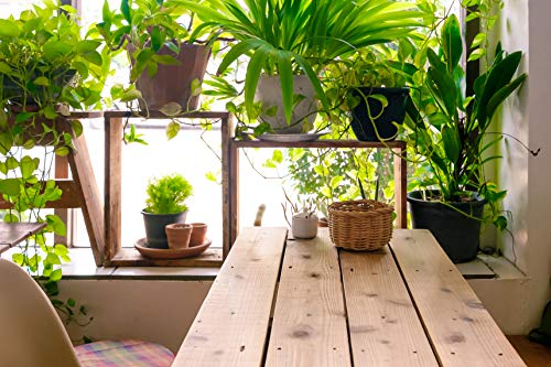 Indoor Plant Food Liquid Fertilizer for Potted Houseplants T478040