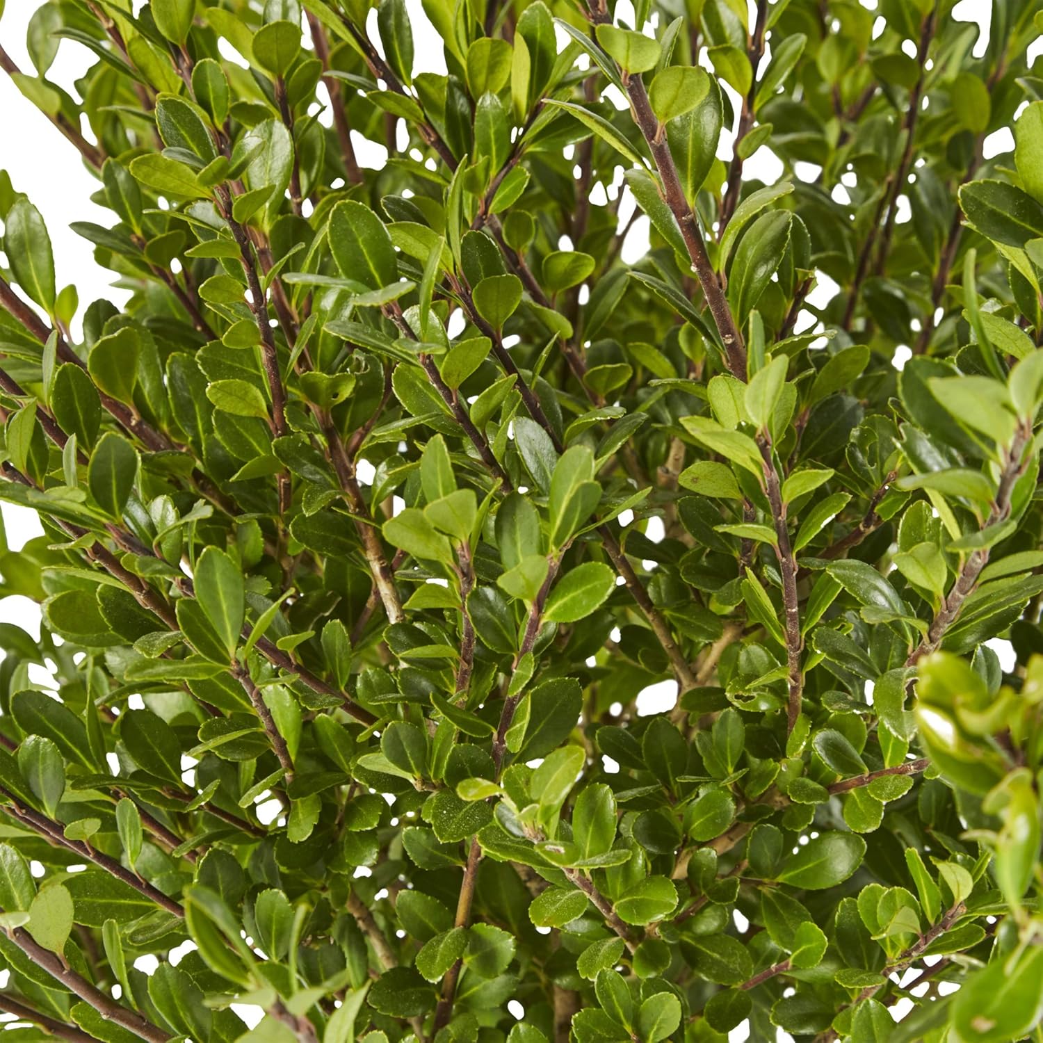 Compact Holly, 2.25 Gal C151