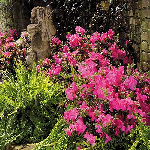Autumn Sangria Azalea Pink Flowering Shrub Outdoor Plant O409