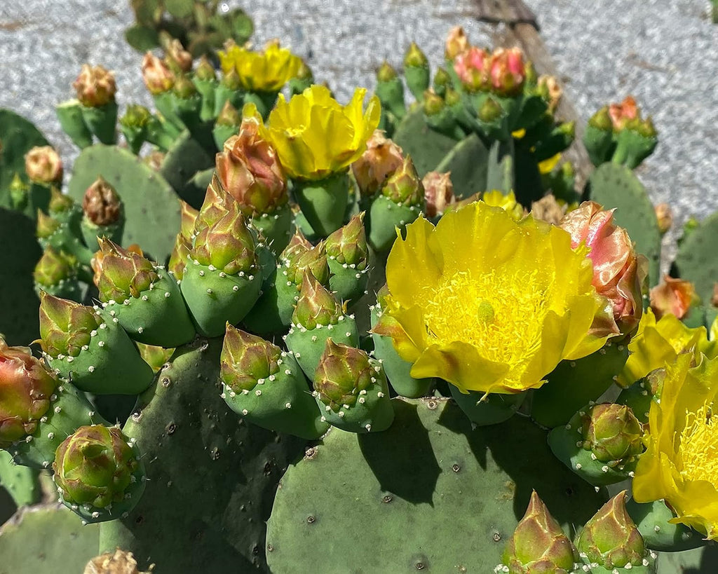 Spineless Prickly Pear Cactus Pad Cutting, Winter Hardy, Unrooted W3674