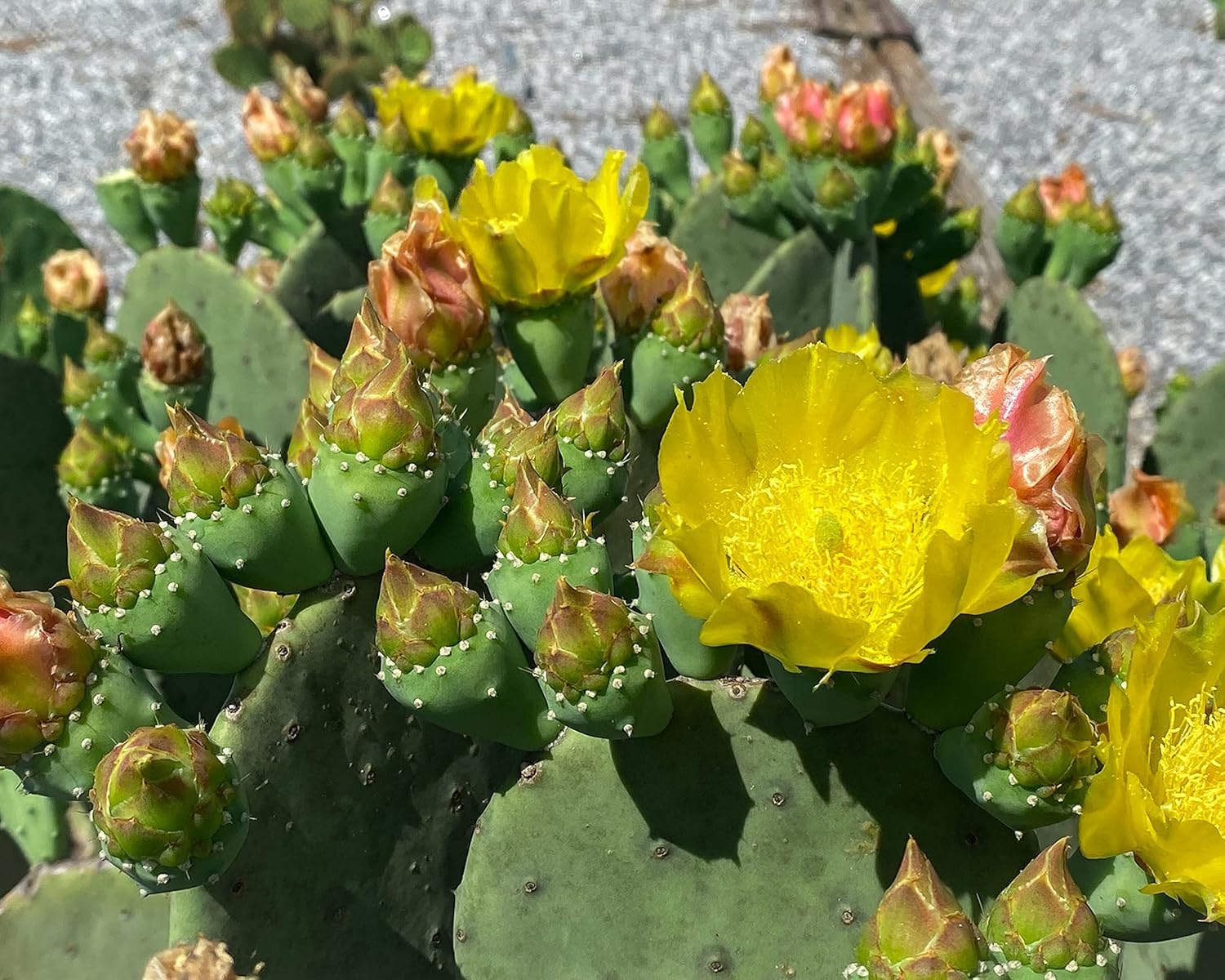 Spineless Prickly Pear Cactus Pad Cutting, Winter Hardy, Unrooted W3674