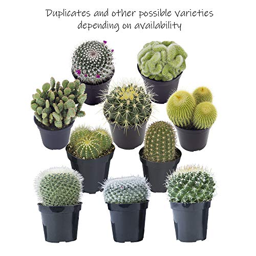 Assorted Cactus Plants Live Succulents (3 Pack) O21795
