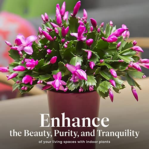 Christmas Cactus Live Indoor Houseplant 6-Inch Pot Y4688