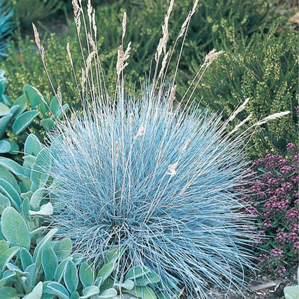 Blue Fescue Ornamental Grass Seeds, Perennial Ground Cover G56149