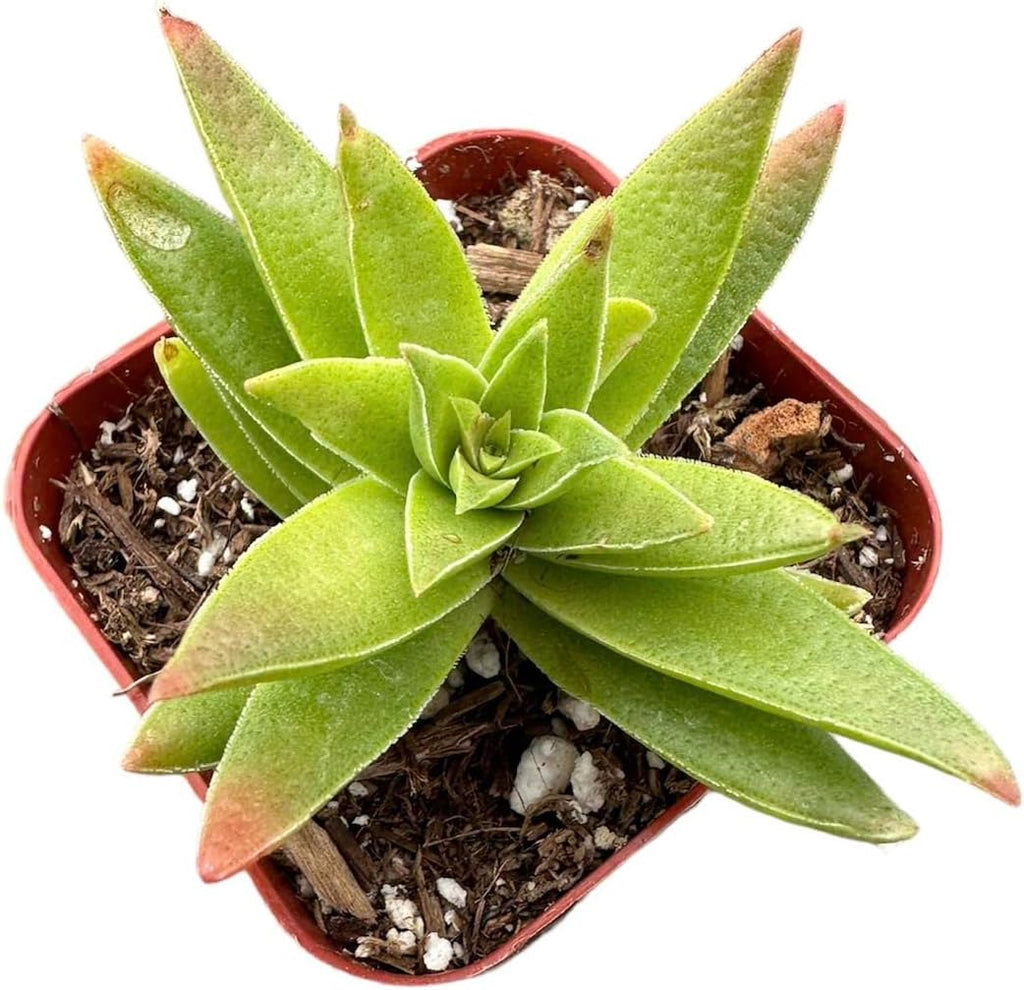 Succulent Cactus Plant in 2" Pot S9912