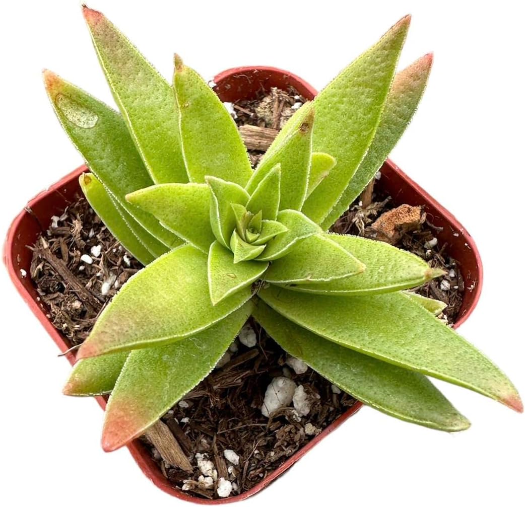 Succulent Cactus Plant in 2" Pot S9912