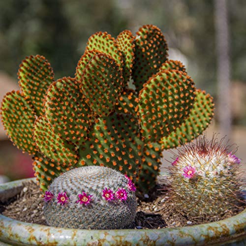 Assorted Cactus Plants Live Succulents (3 Pack) O21795