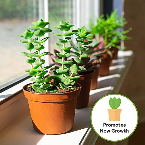 Succulent and Cactus Fertilizer, 5oz Bag for Live Plants U928