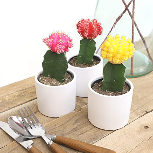 Grafted Cactus Plants in White Pots, 3 Pack M834