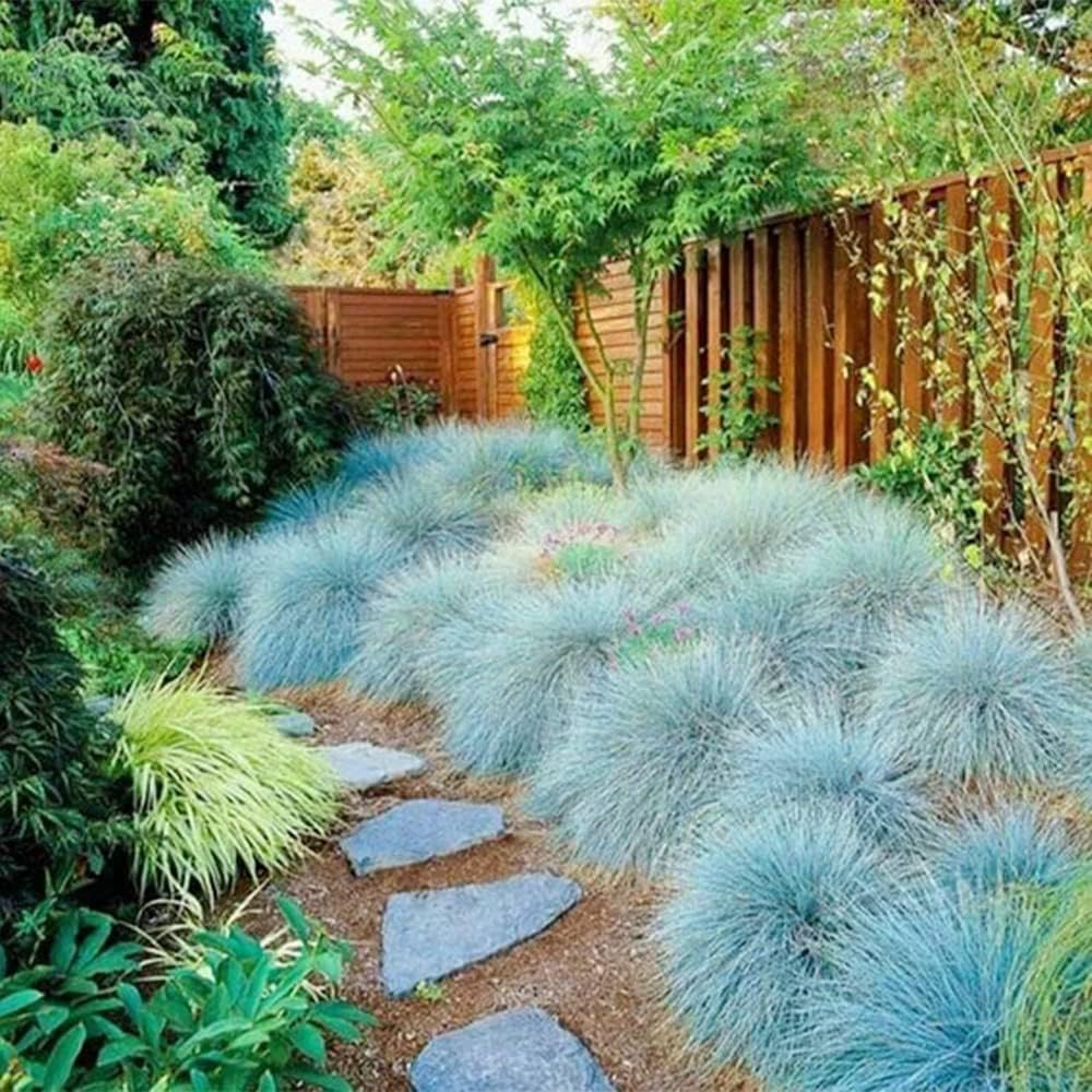 Blue Fescue Ornamental Grass Seeds, Perennial Ground Cover G56149