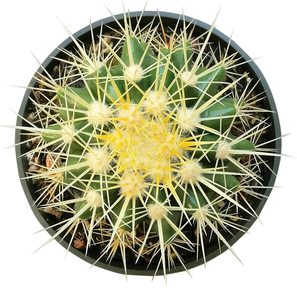Cactus Succulent Plant (2 inch) Live Fully Rooted for Home Office Decoration V5706