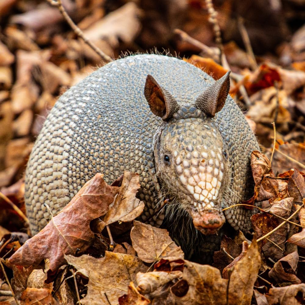 Armadillo Scram All Natural Granular Repellent, 96 oz G917470