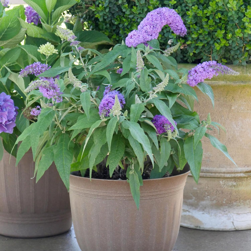 Purple Buddleia, 2 Gallon U46537