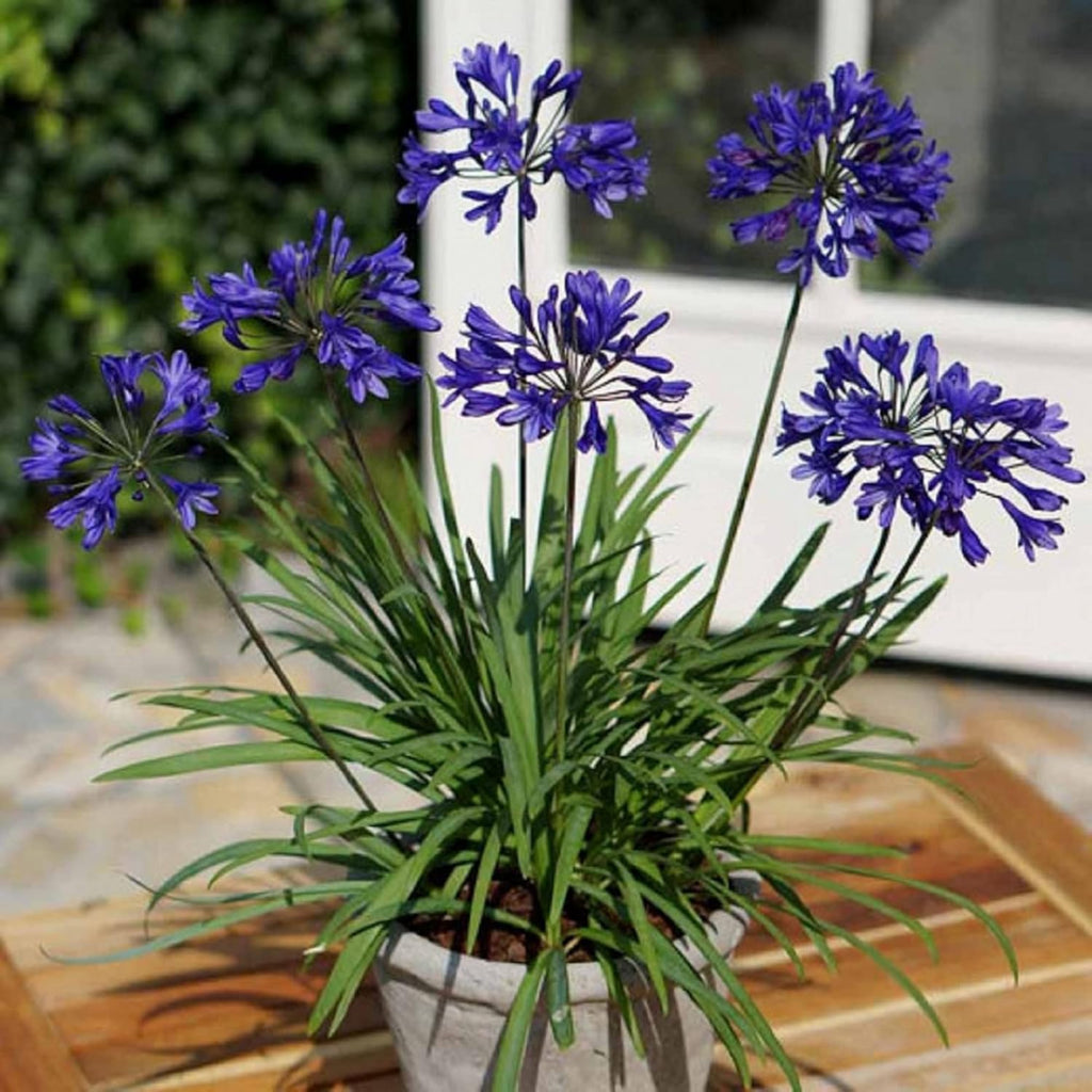 African Lily 20 Seeds Blue Flower X955798