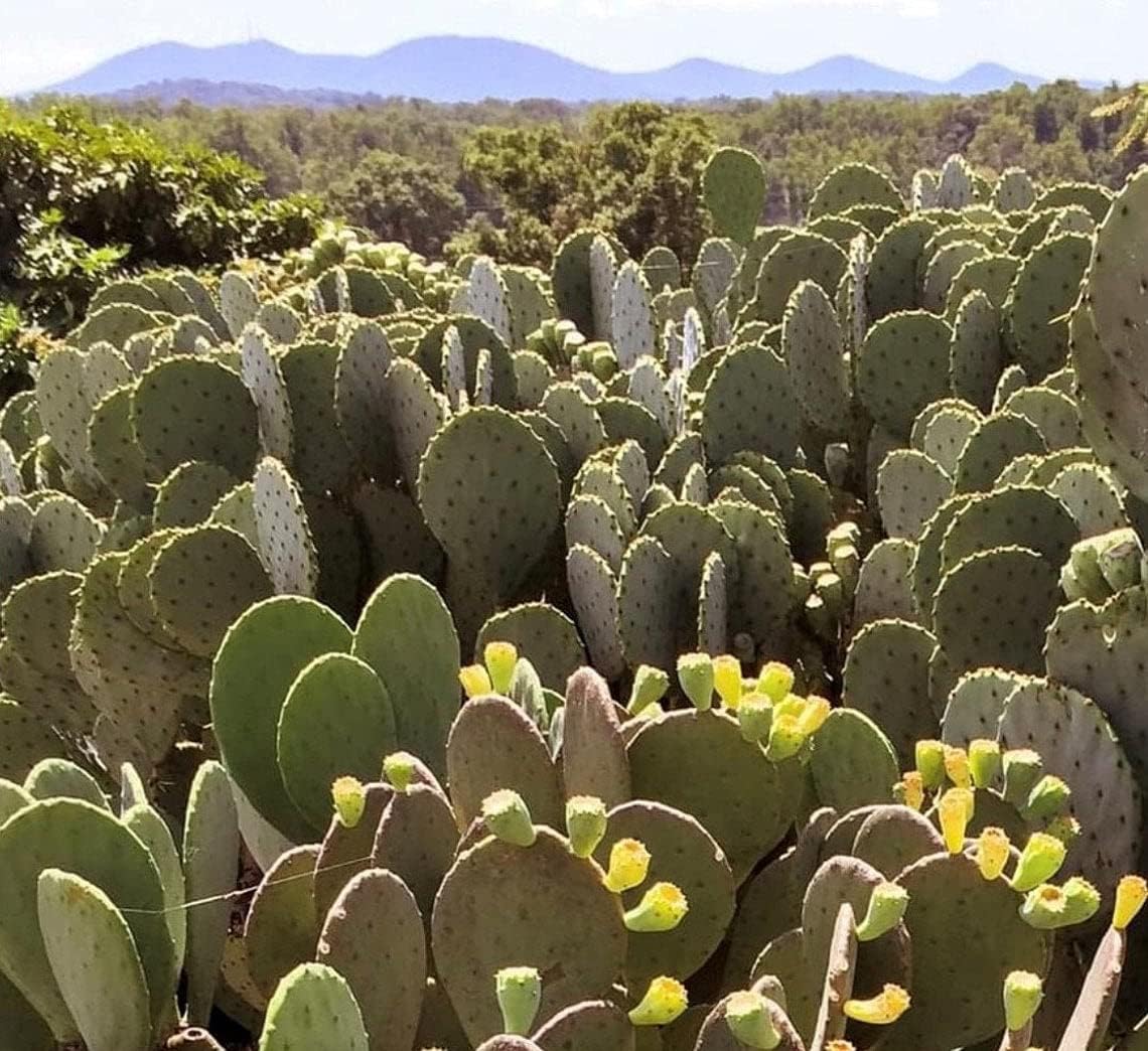 Spineless Prickly Pear Cactus Pad Cutting, Winter Hardy, Unrooted W3674