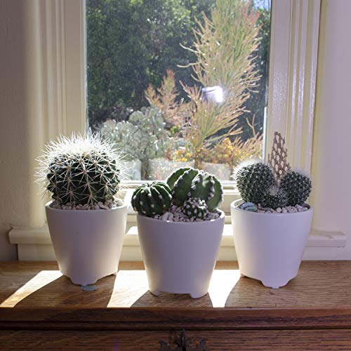 Assorted Cactus Plants Live Succulents (3 Pack) O21795