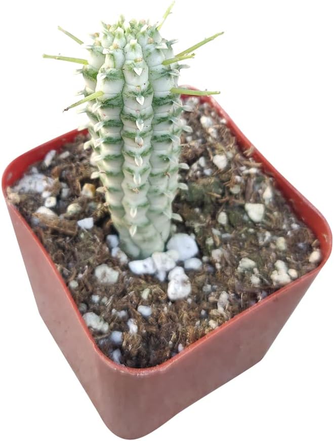 Unique Collection of Live Cactus Plants with Clay Pot K23009