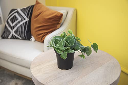Live Pothos Plants (4PK) Indoor Houseplants, Devils Ivy Trailing Plants V25392