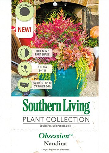 Nandina Shrub 1.5 Gallon Multicolor Evergreen Live Outdoor Plant O76750