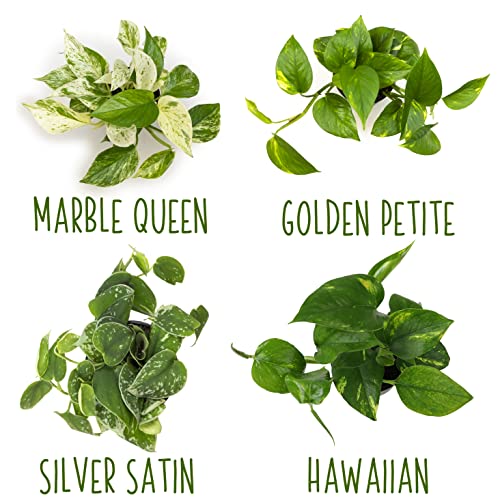 Live Pothos Plants (4PK) Indoor Houseplants, Devils Ivy Trailing Plants V25392