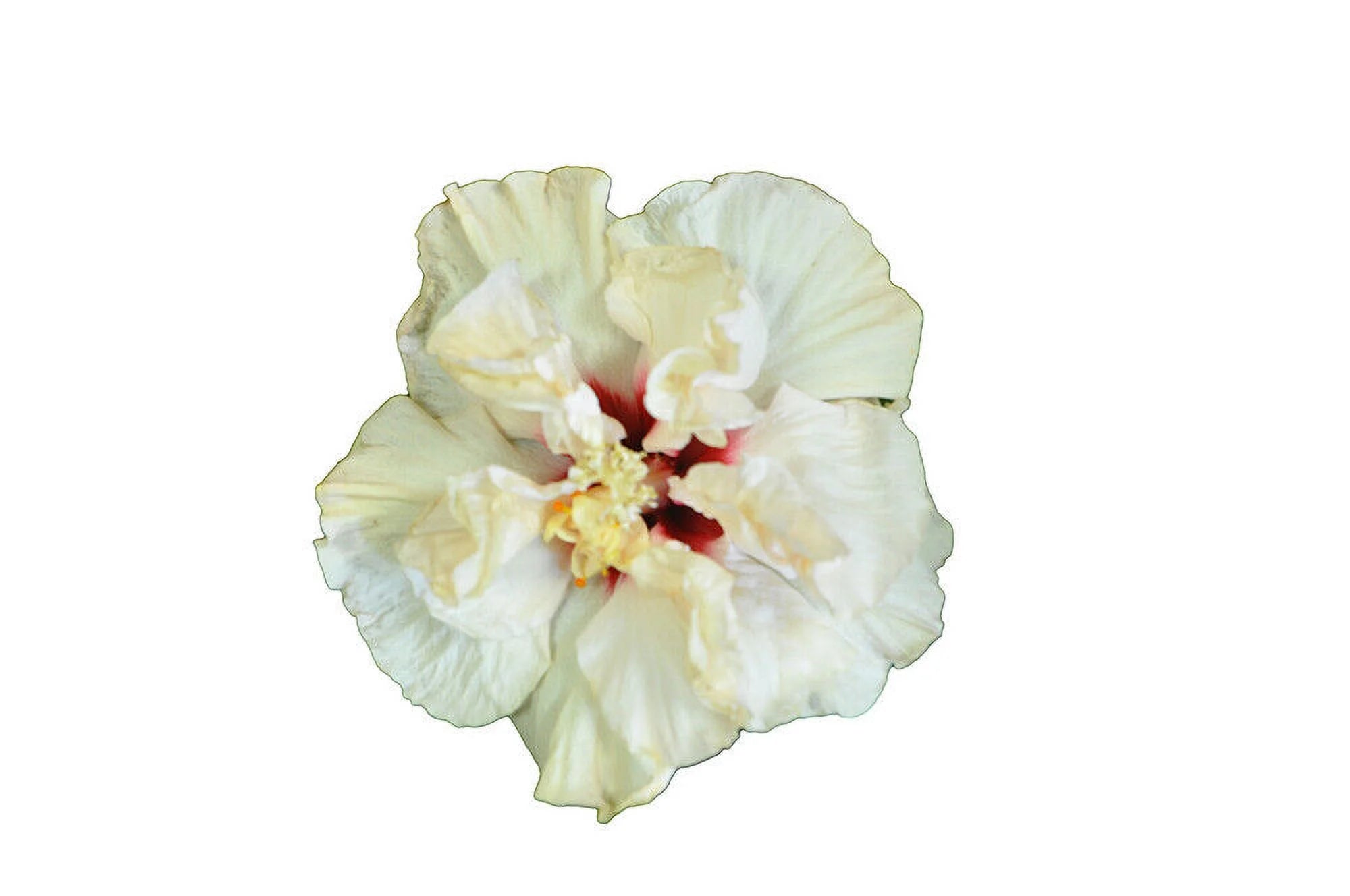 Rooted Tropical Hibiscus Plant Bare Root W1372