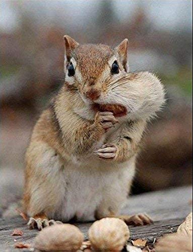 Extra Large Virginia Peanuts for Animals, 25 LBS E776730