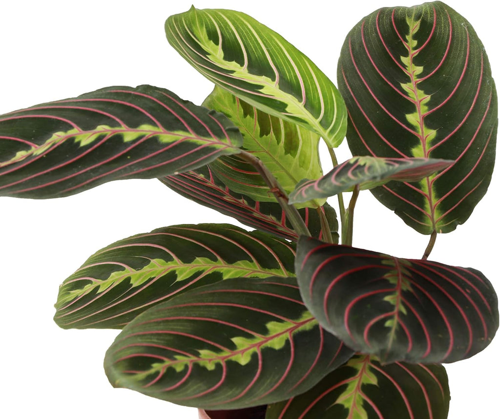 Red Maranta Live Indoor Plant in 4" Nursery Pot T2184