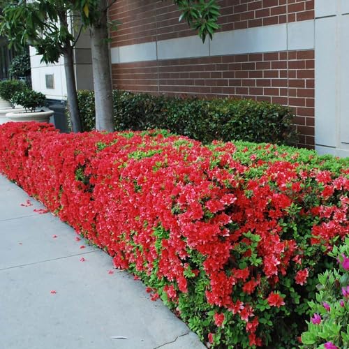 Autumn Fire Encore Azalea Shrub, 3 Gal. A20601