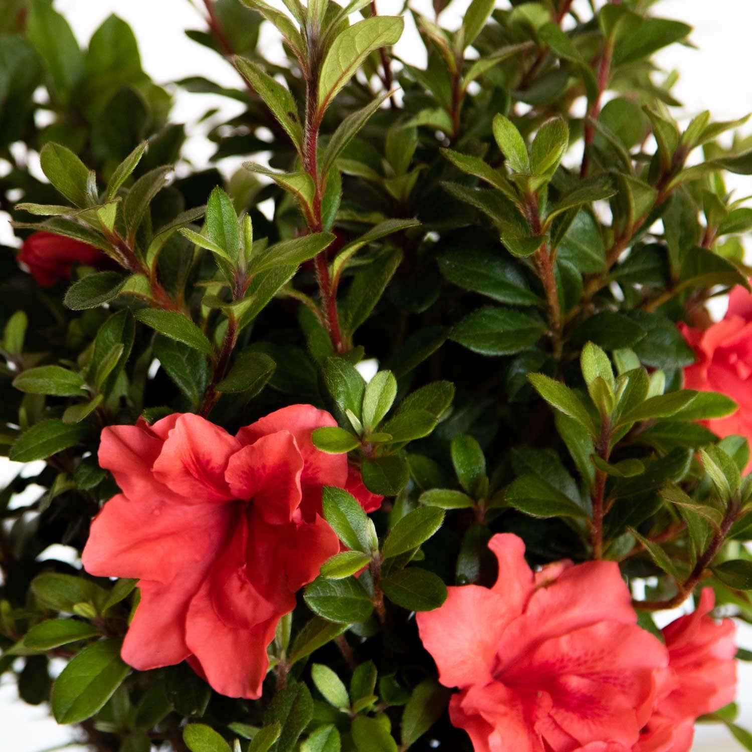 Pink Flowering Shrub, Full Sun Outdoor Plant D900