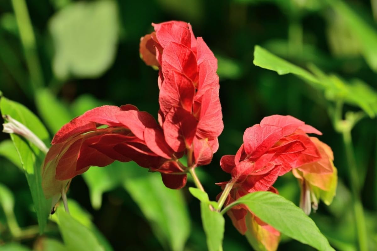 Shrimp Plant Live, 5 Inches Tall Seedling, Ready to Plant Z17515