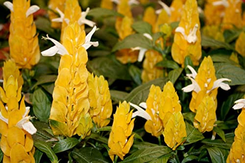 Yellow Shrimp Plants for Garden, 3 to 5 Inch Tall, Fragrant Flower Z2019