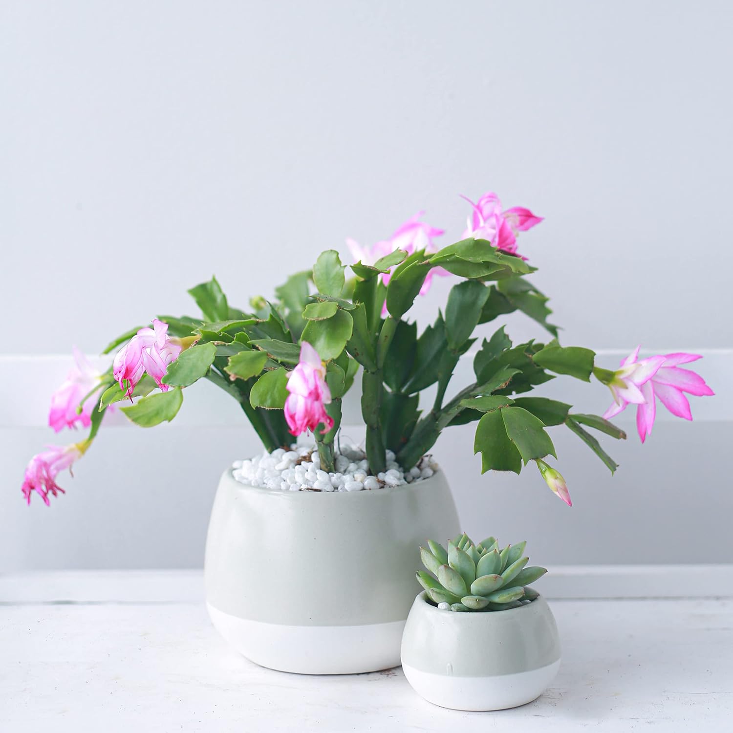 Live Cactus Plants Collection, Christmas Cactus Thanksgiving Cactus (2 inch), Hand Selected for Home Decoration N825